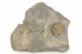 Trinucleid Trilobite (Declivolithus) - Mecissi, Morocco #276170-1
